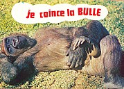 52165_gorille_je_coince_la_bulle.jpg: 800x573, 280k (2017-10-14 22:51)